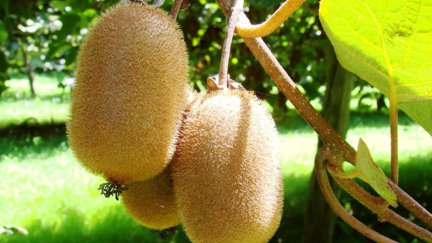 A small bunch of kiwifruit hang in an orchard.