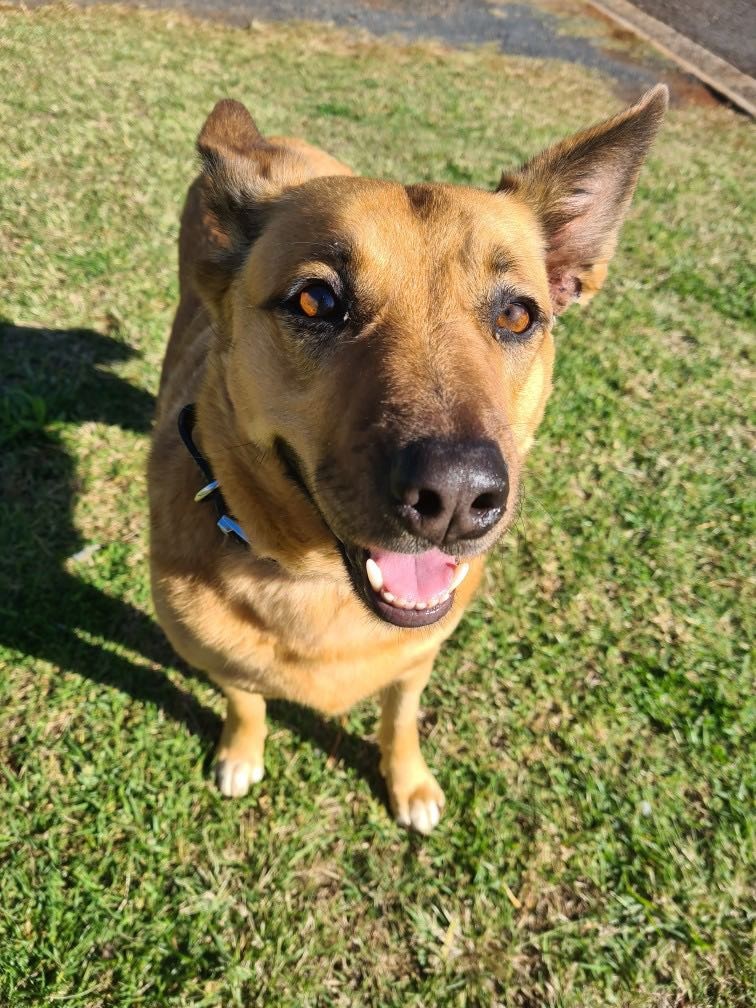 A  brown dog with point ears sits and looks at the camera. 