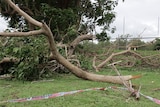 A damaged tree in Nhulunbuy, north-east Arnhem Land.
