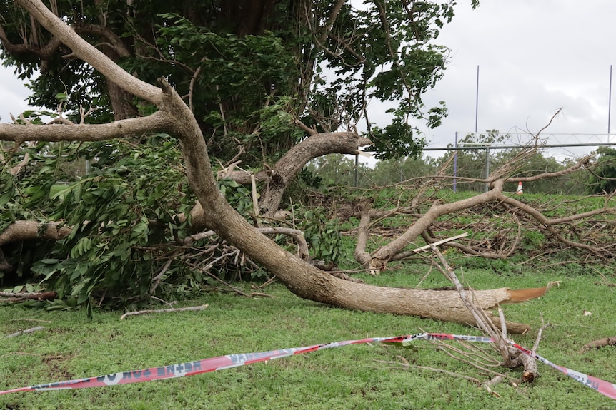 A damaged tree in Nhulunbuy, north-east Arnhem Land.