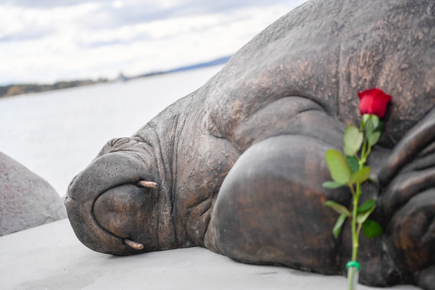 A rose is placed next to the sculpture of the walrus 'Freya' in Oslo.