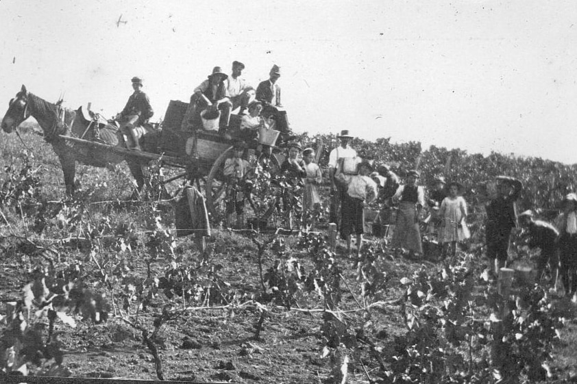 An old, black and white photo. Vineyard in the field and a horse and cart loaded with grapes.