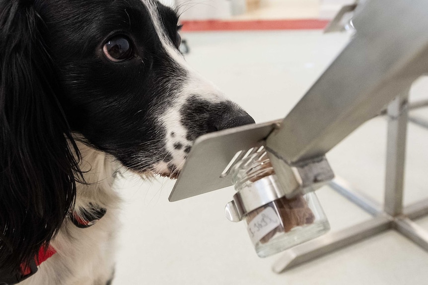 A dog smells a sample of malaria