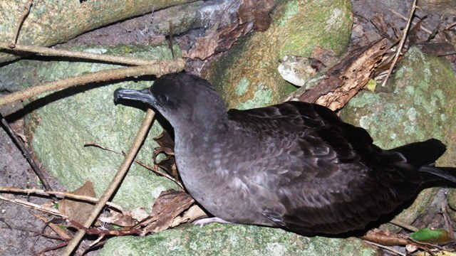 A black Wedge-tailed Shearwater, also known as a muttonbird.