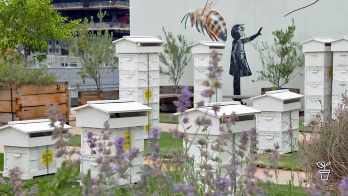 Rooftop garden in city filled with beehives and colourful plants