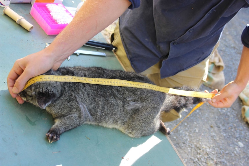 Measuring a Possum