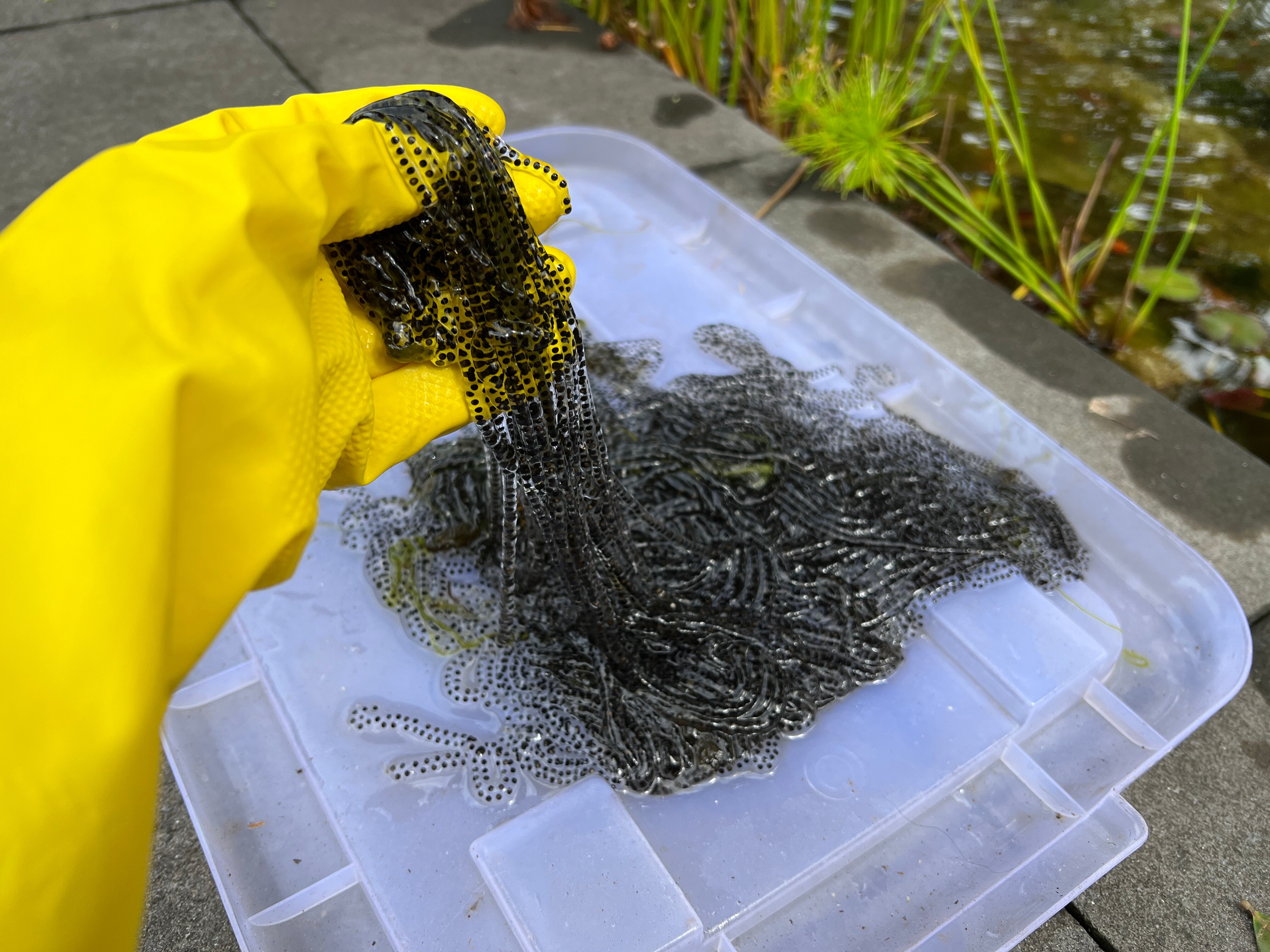 A glove holds strings of tadpole eggs. 