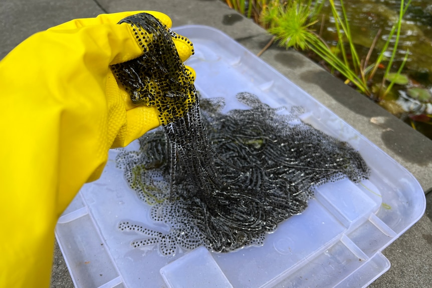 A glove holds strings of tadpole eggs. 