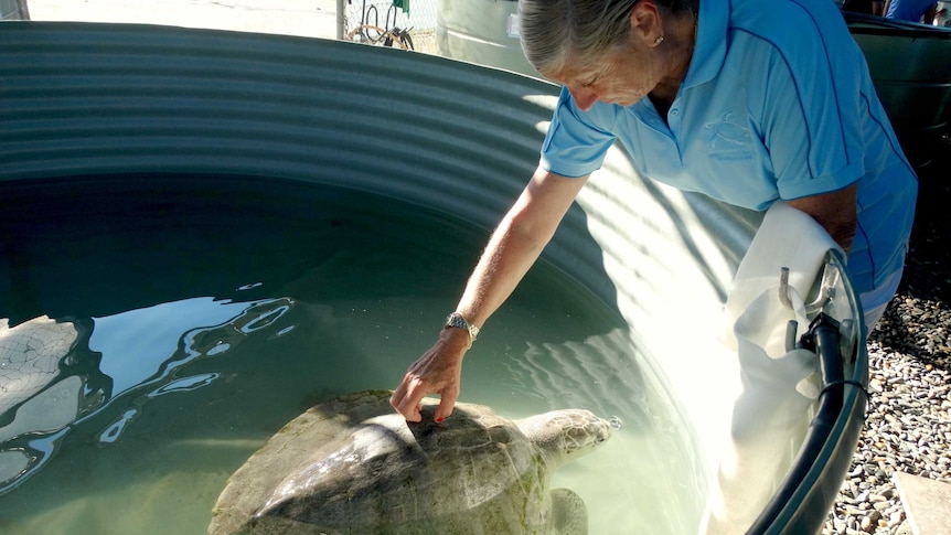 Turtle rehab centre worker scratching a turtles shell