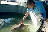 Turtle rehab centre worker scratching a turtles shell