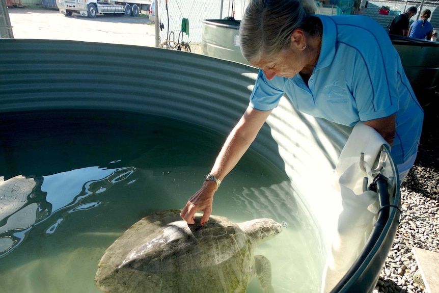 Turtle rehab centre worker scratching a turtles shell