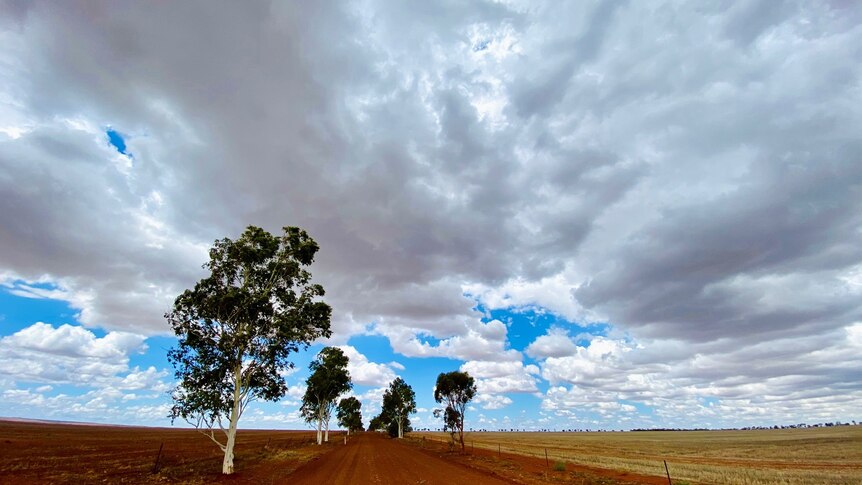 A red dirt road with a large tree, the sky is blue with white clouds