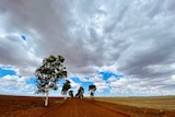 A red dirt road with a large tree, the sky is blue with white clouds