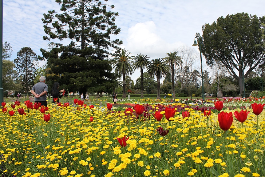 Flowers in a Toowoomba park