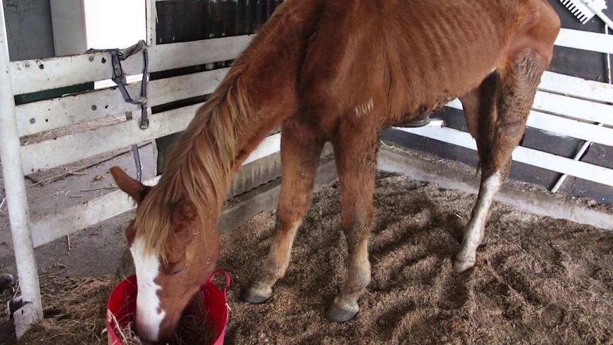 An emaciated horse, whose ribs and hip bones can be clearly seen, eating from a bucket