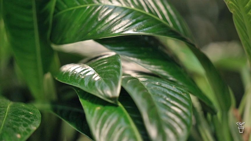Leaves of a philodendron plant.