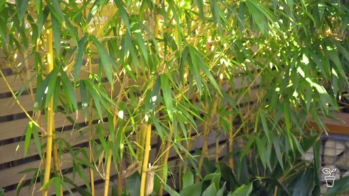 Bamboo growing along a timber fence.