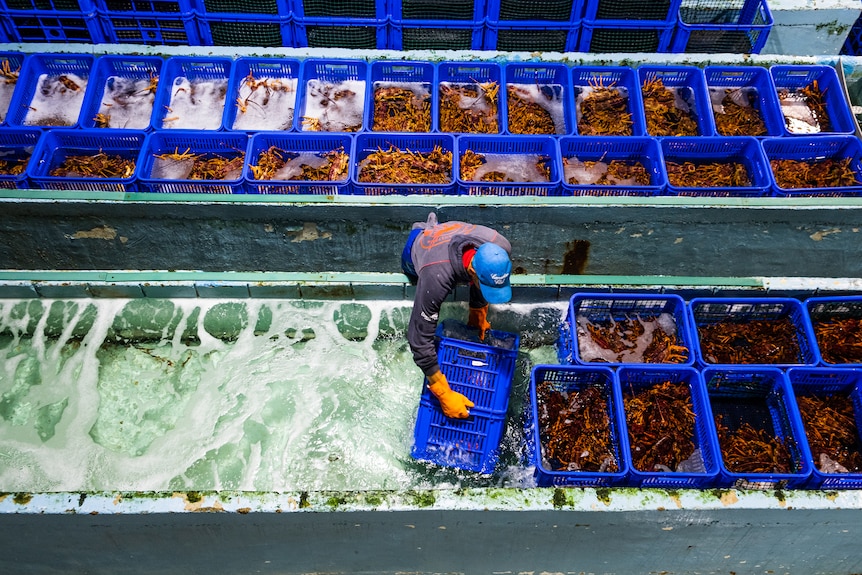 Worker in lobster processing plant in Hobart.