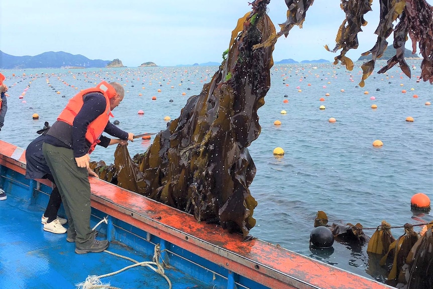 Seaweed hangs from a rope pulled from the water with a man hooking it into a boat.