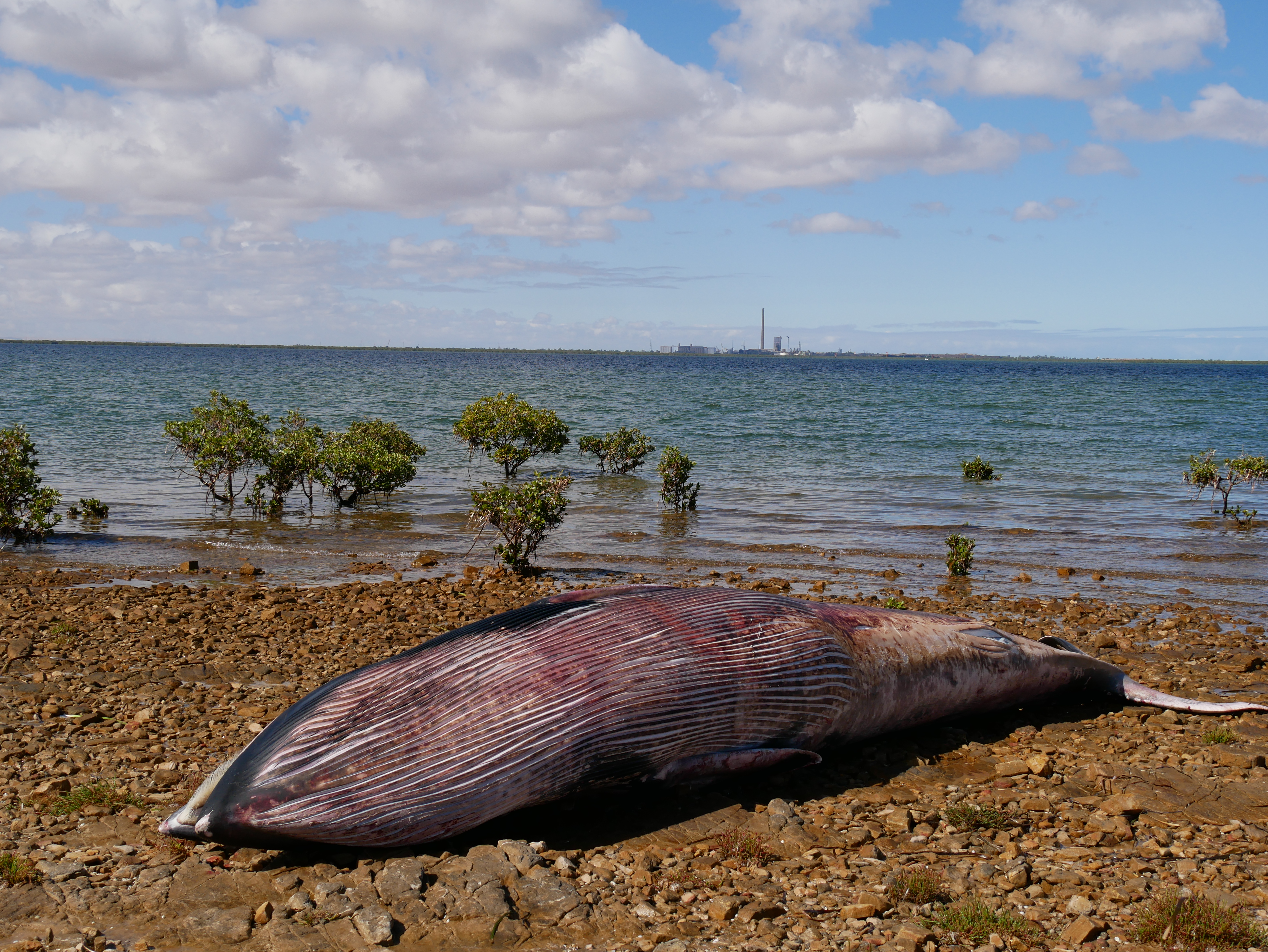 A dead whale on a stony beach.