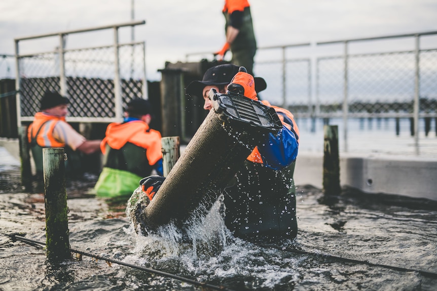 three people wearing waders stand in an oyster lease and pull large oyster baskets out of the water.