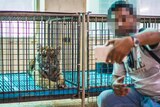A tiger in a cage with a tourist (face blurred) taking a selfie.