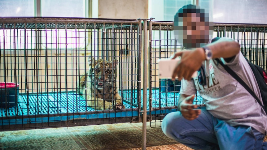 'The animal selfie is the new wildlife trophy': How you could be driving the exotic pet trade