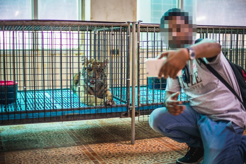 A tiger in a cage with a tourist (face blurred) taking a selfie.