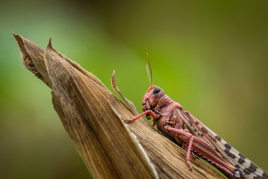 A desert locust sits on a maize plant at a farm in Katitika village, Kitui county, Kenya.