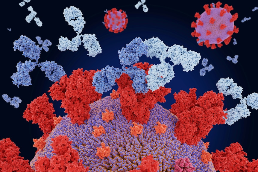 Illustration of two different Y-shaped antibodies binding to different sites on a SARS-CoV-2 virus spike protein