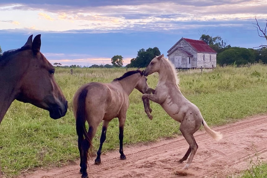 Horses frolicking in front of an old church in grassy field.