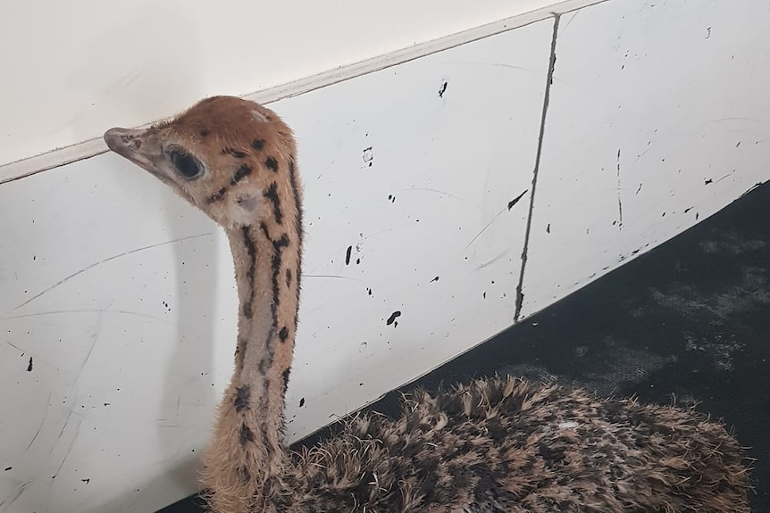 an ostrich chick with a long neck