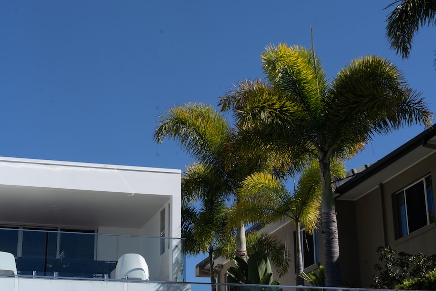 A white house is flanked by a line of tall palm trees.