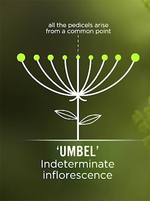 Umbel Image