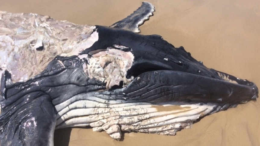 Dead baby whale on the beach at South Ballina.