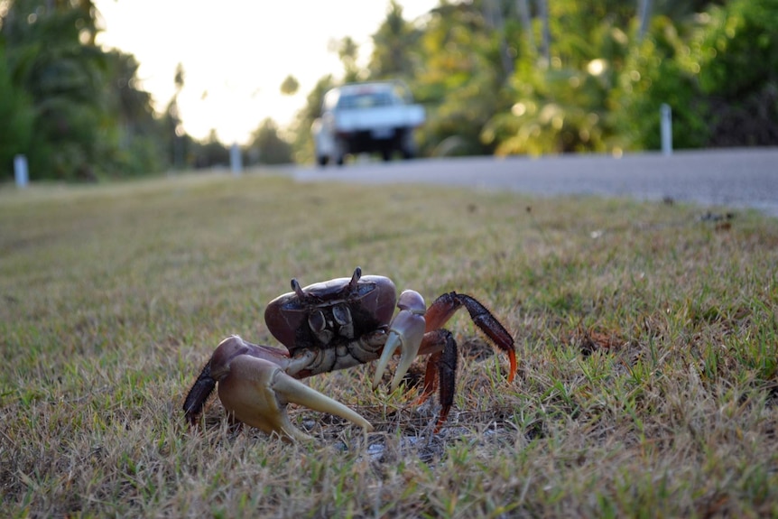 A purple land crab by the road on West Island of the Cocos Keeling Islands