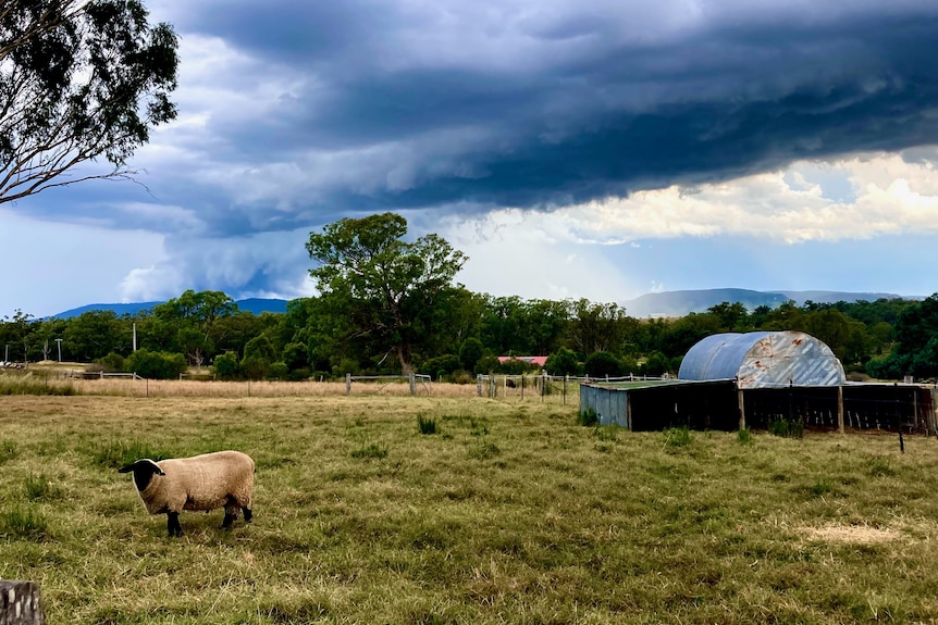 A sheep in a paddock with a very dark sky