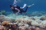 A diver inspects bleached coral off Orpheus Island, about two hours north of Townsville.