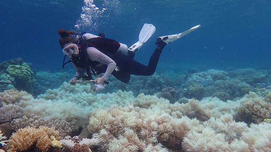 A diver inspects bleached coral off Orpheus Island, about two hours north of Townsville.