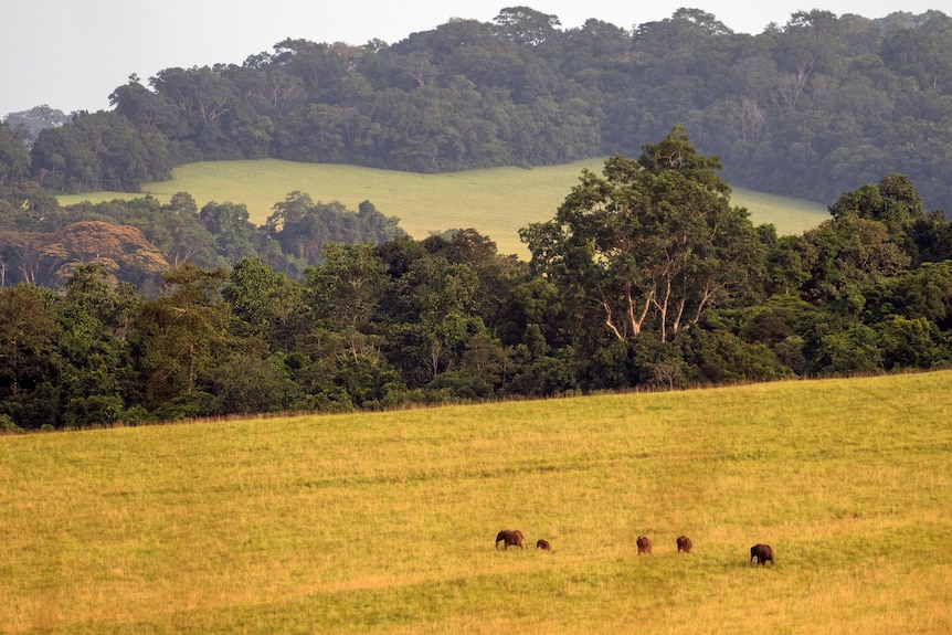 Five elephants walk in long grass with some forested areas in the background