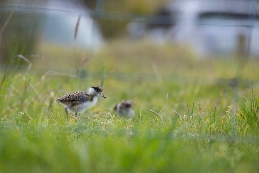 Plover chicks in grass