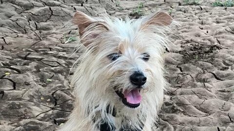 A dog sits on the ground wearing a lead.