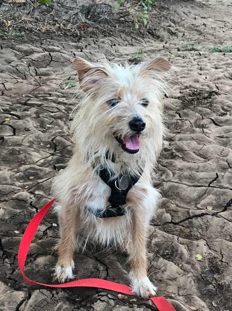 A dog sits on the ground wearing a lead.