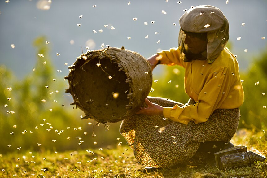 Bees fly around a kneeling woman wears veiled beekeeper mask and yellow top holds bee hive on sunny day in countryside.