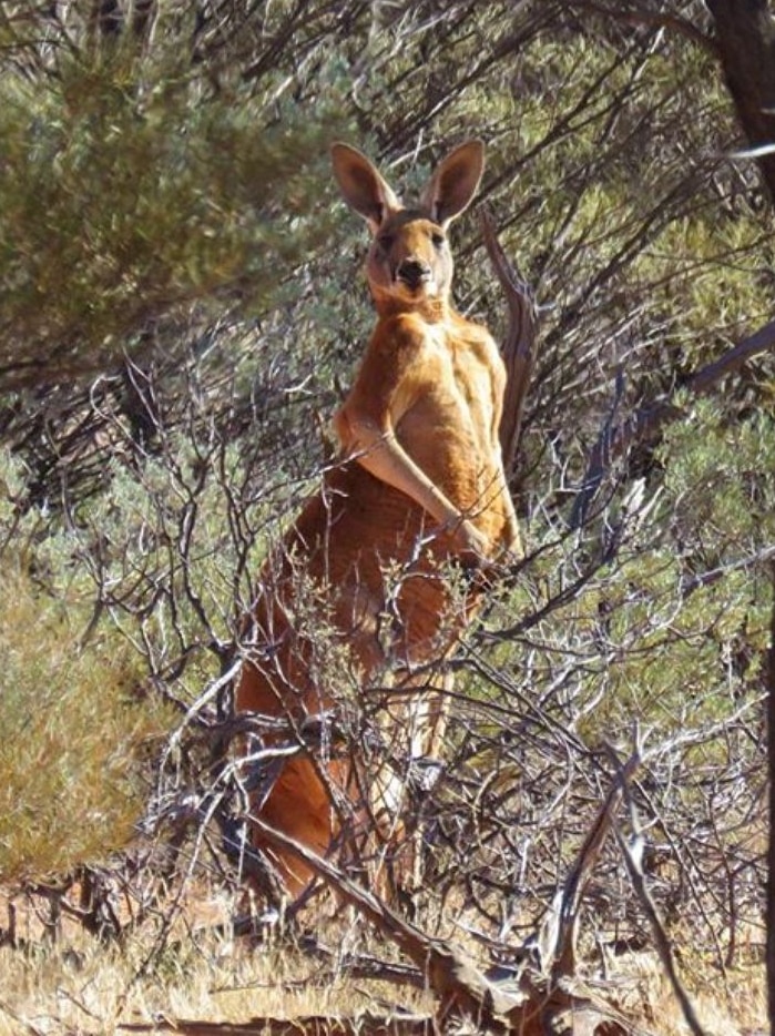 A red kangaroo in the Wiluna outback.