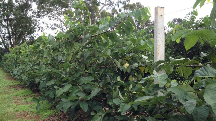 Custard apples growing on a trellis system in an orchard.