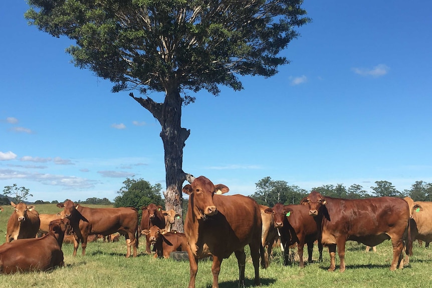 Cattle standing in a field before a tree.