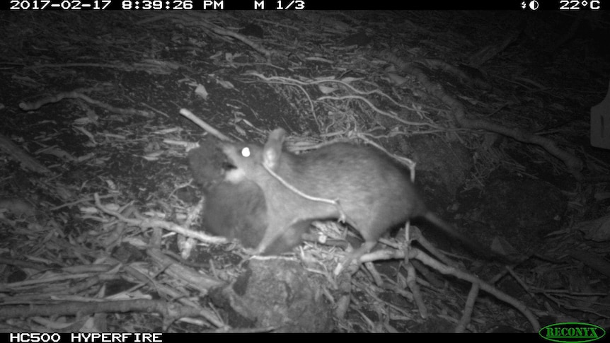 A camera trap shot of a rat at night.