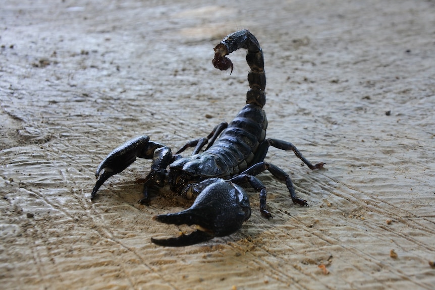 A black scorpion with tail raised.