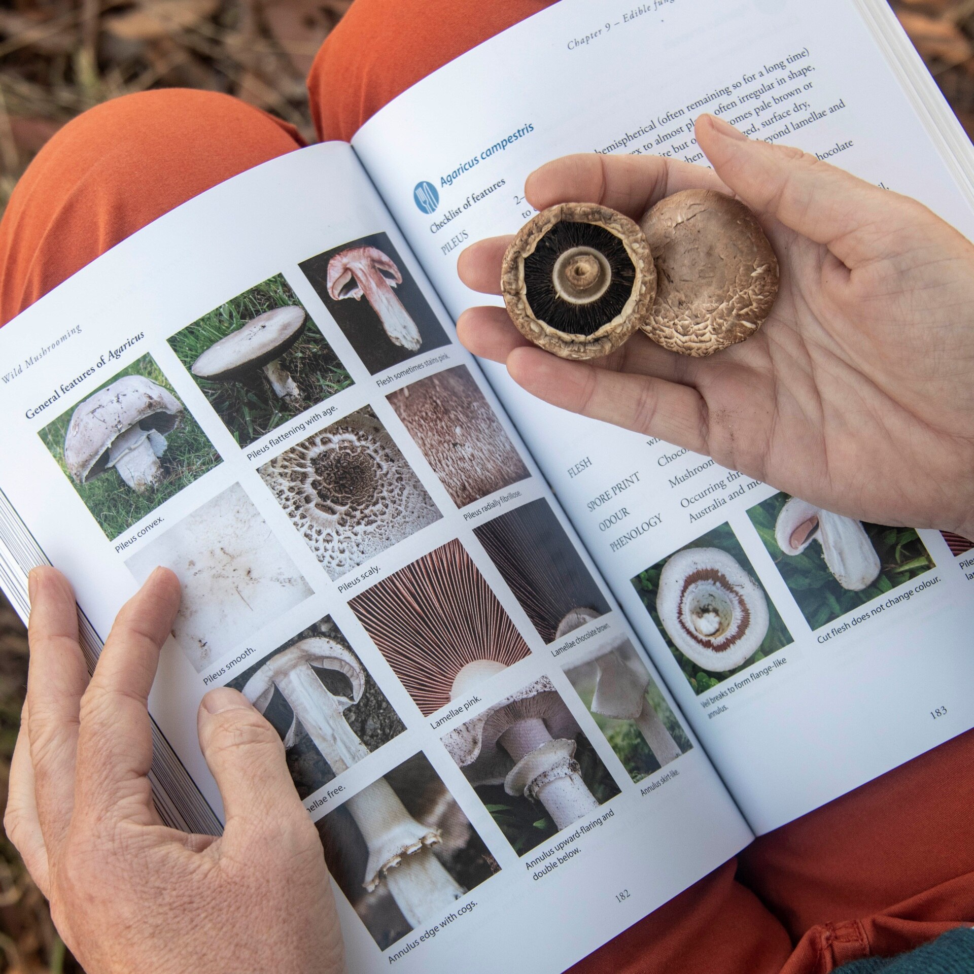 The risks and rewards of our growing love of mushroom foraging ABC News